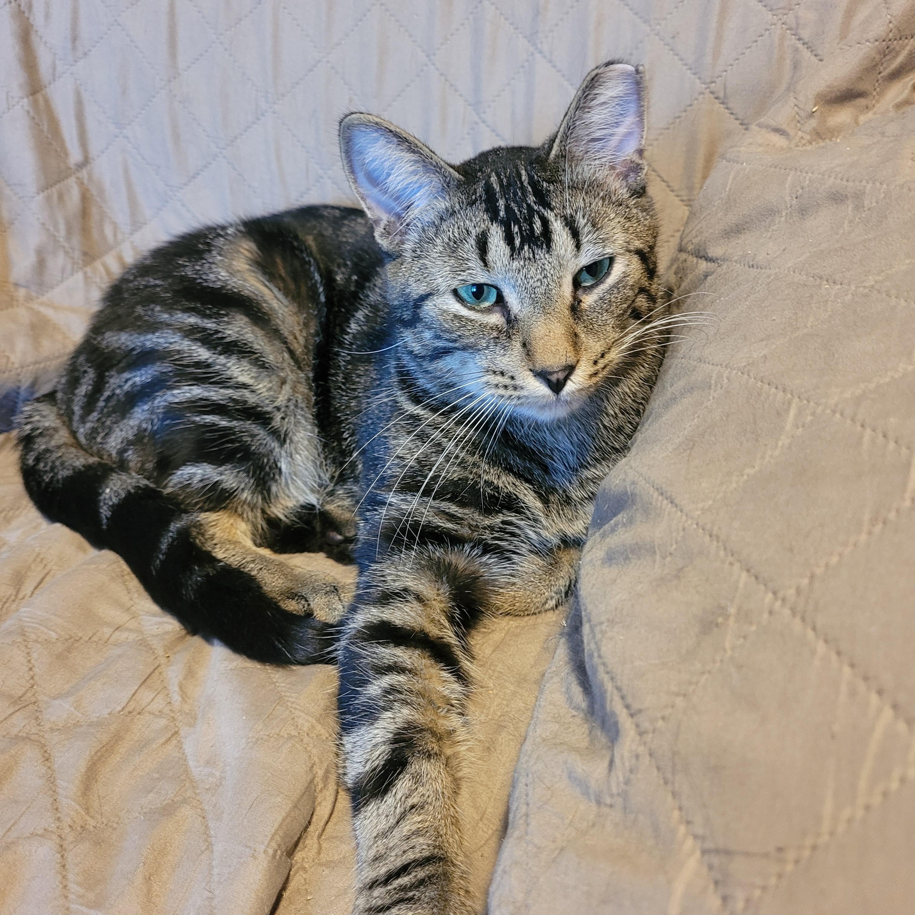 Zachary (m) 1yrs old tabby brown, ADOPTABLE, Adult Male Domestic Short Hair.
