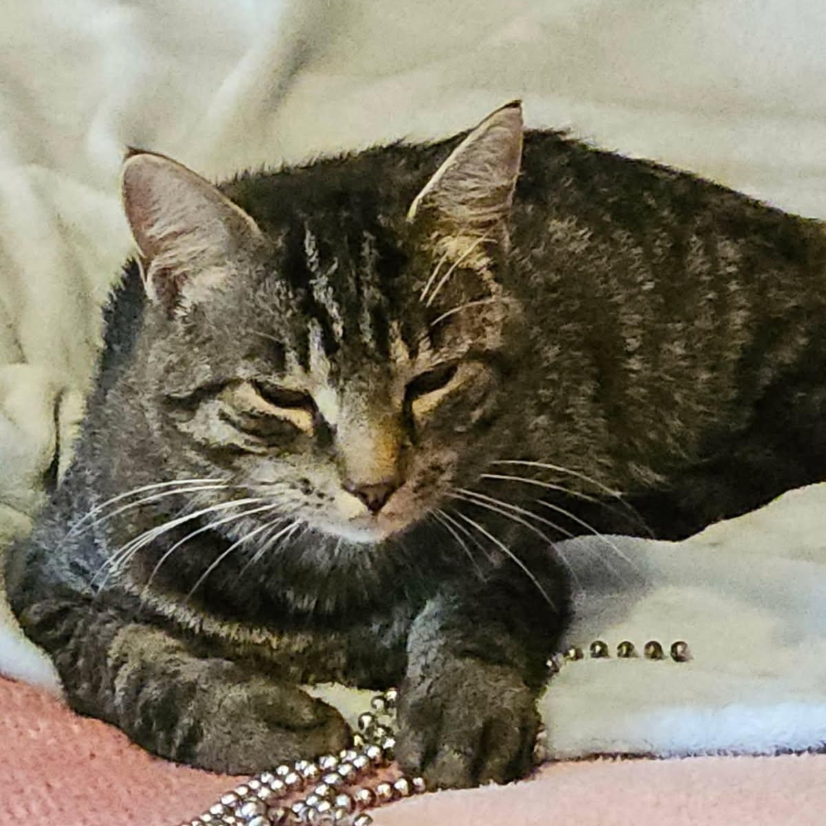 Enlarge Zachary (m) 1yrs old tabby brown, a ADOPTABLE Domestic Short Hair in Ottawa, ON image 2/5