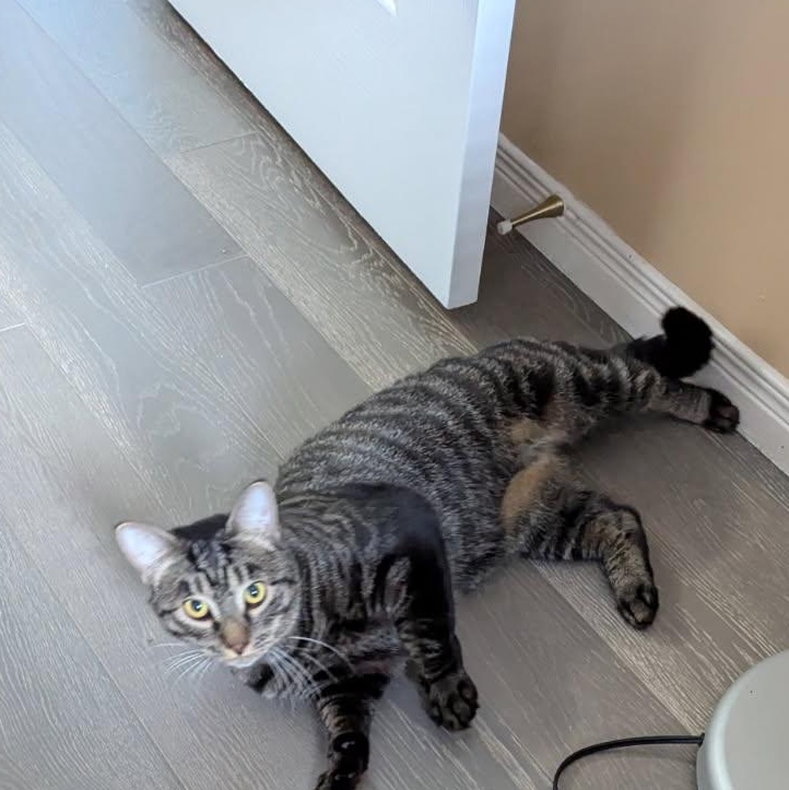 Enlarge Zachary (m) 1yrs old tabby brown, a Adopted Domestic Short Hair in Ottawa, ON image 6/6