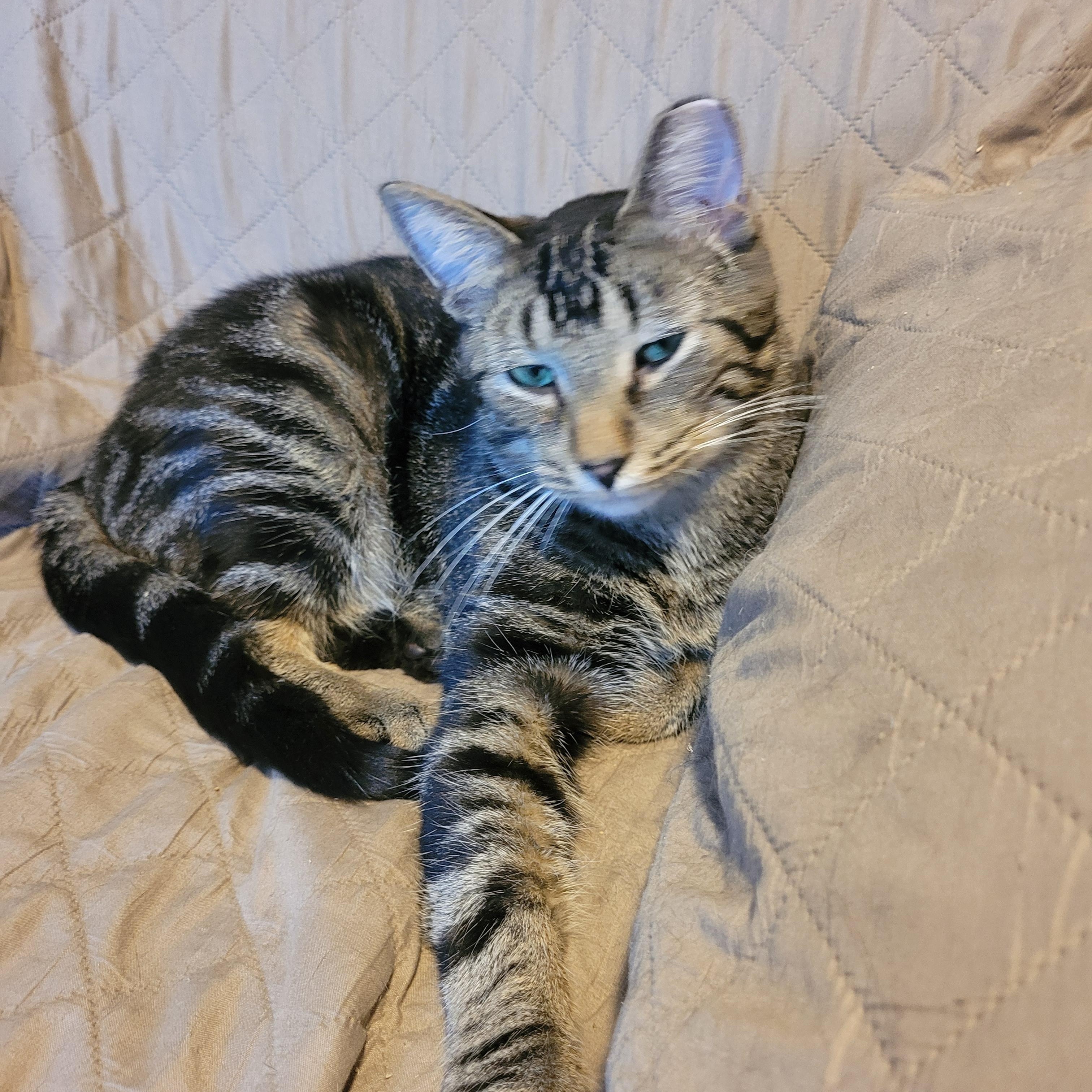 Enlarge Zachary (m) 1yrs old tabby brown, a ADOPTABLE Domestic Short Hair in Ottawa, ON image 5/5