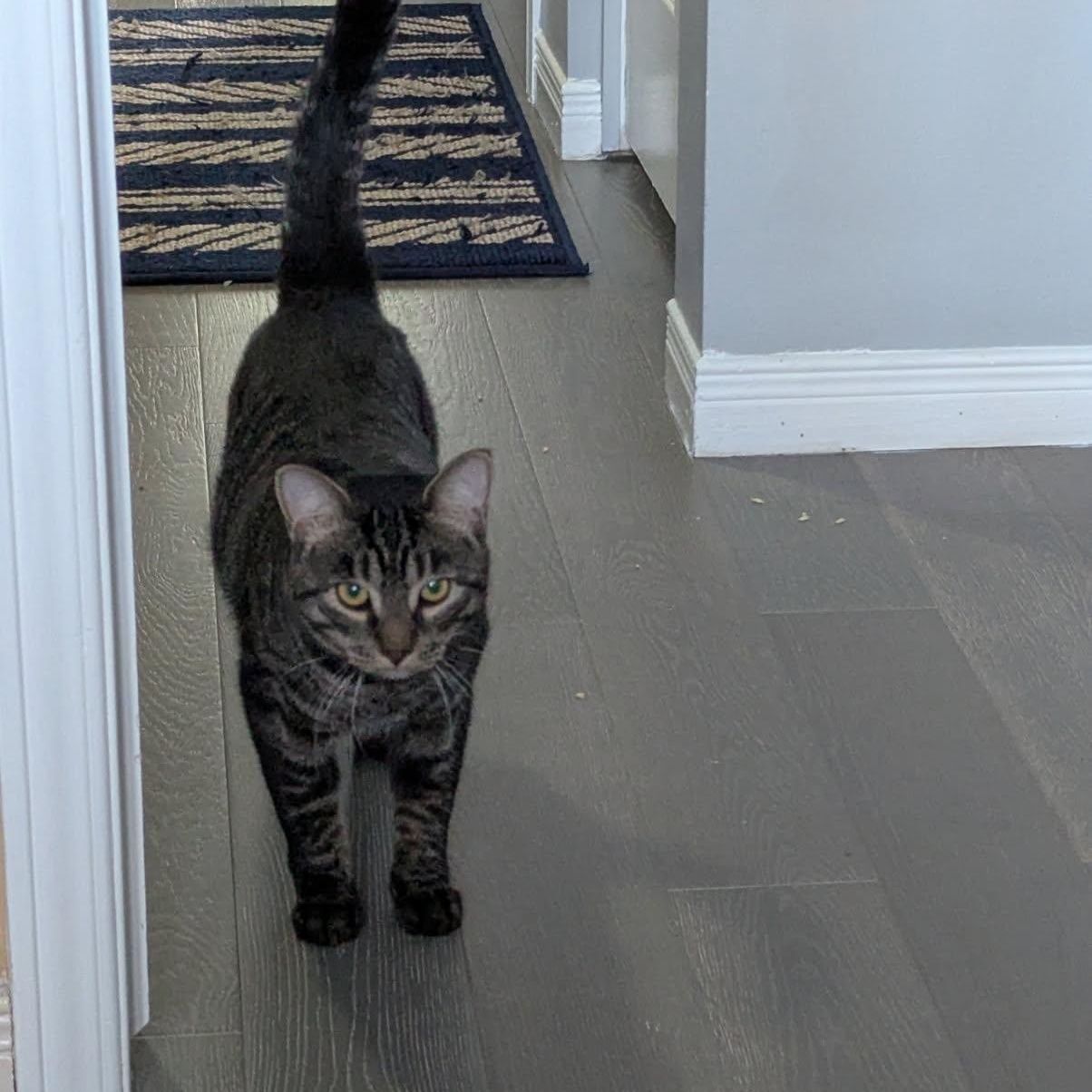 Enlarge Zachary (m) 1yrs old tabby brown, a Adopted Domestic Short Hair in Ottawa, ON image 1/6