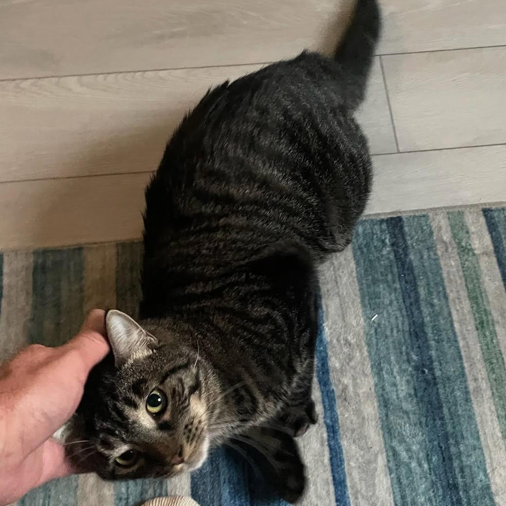 Enlarge Zachary (m) 1yrs old tabby brown, a Adopted Domestic Short Hair in Ottawa, ON image 3/6