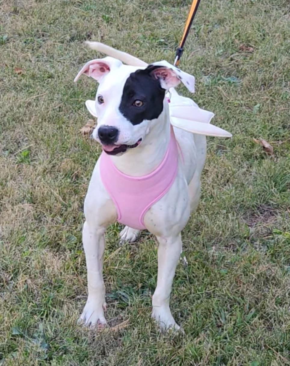 Avery, Adoptable, Young Female Mixed Breed.