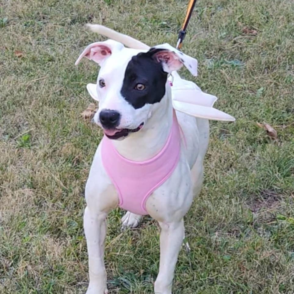 Enlarge Avery, a Adoptable Mixed Breed in East Peoria, IL image 3/6