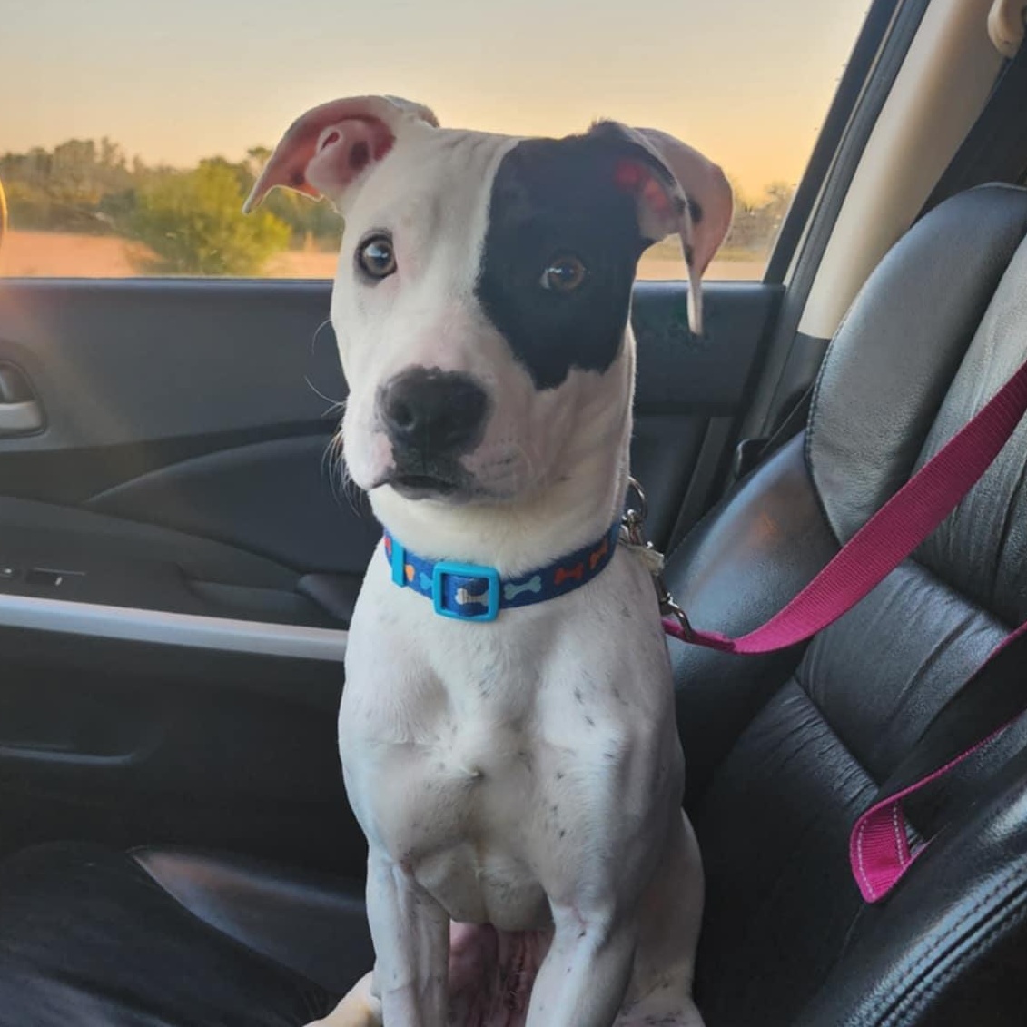 Enlarge Avery, a Adoptable Mixed Breed in East Peoria, IL image 4/6