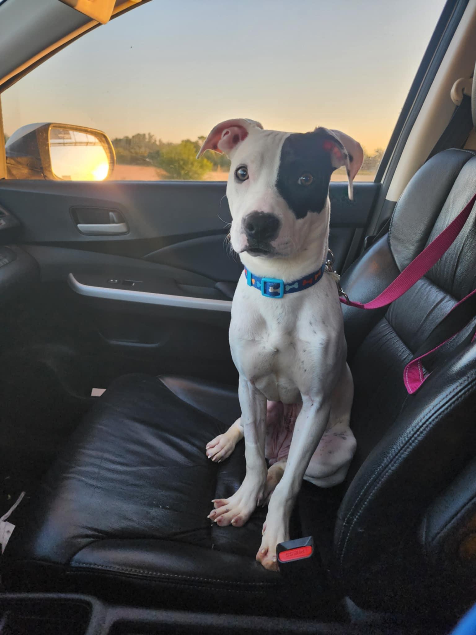 Avery, a Adoptable Mixed Breed in East Peoria, IL image 2/3