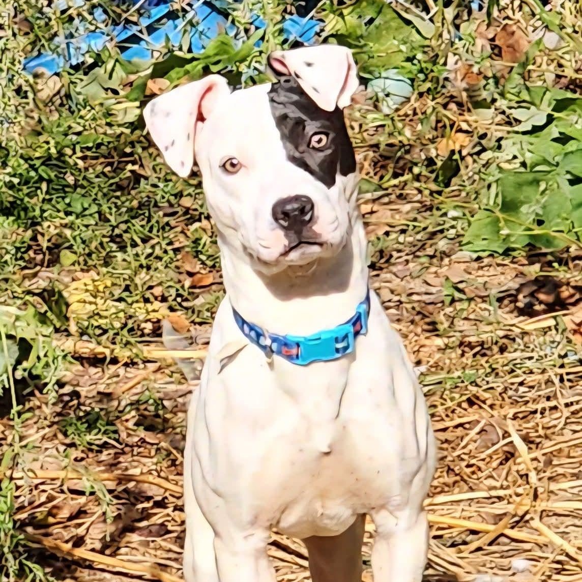 Enlarge Avery, a Adoptable Mixed Breed in East Peoria, IL image 5/6