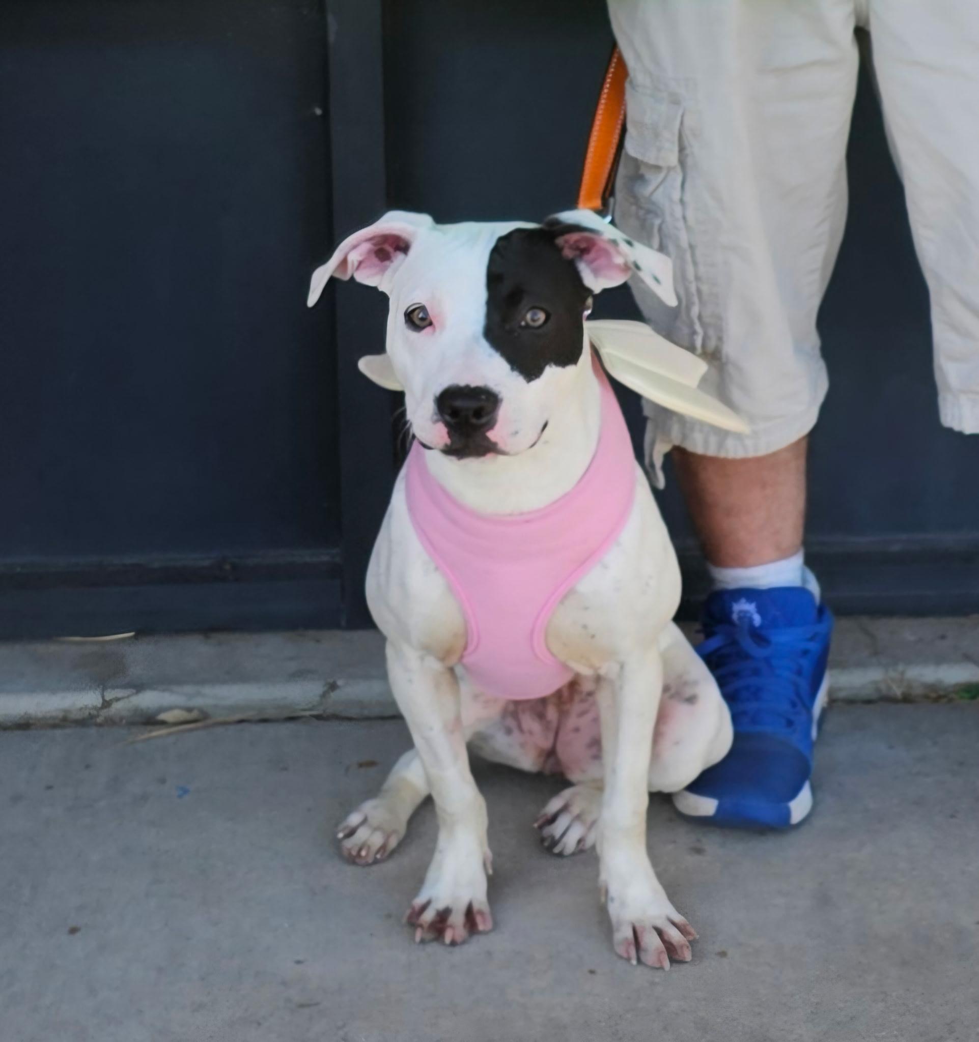 Avery, a Adoptable Mixed Breed in East Peoria, IL image 3/3