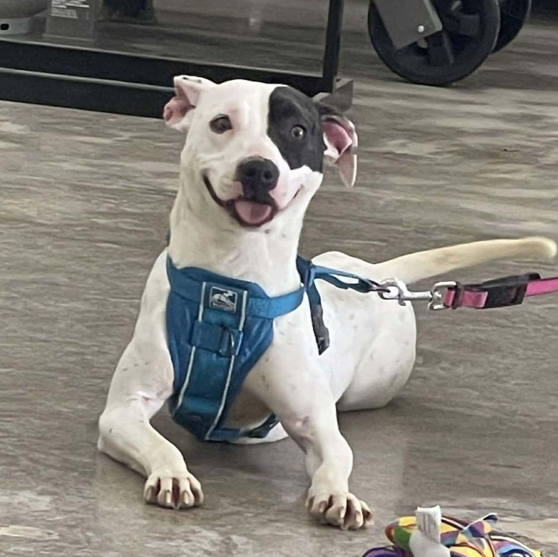 Enlarge Avery, a Adoptable Mixed Breed in East Peoria, IL image 2/6