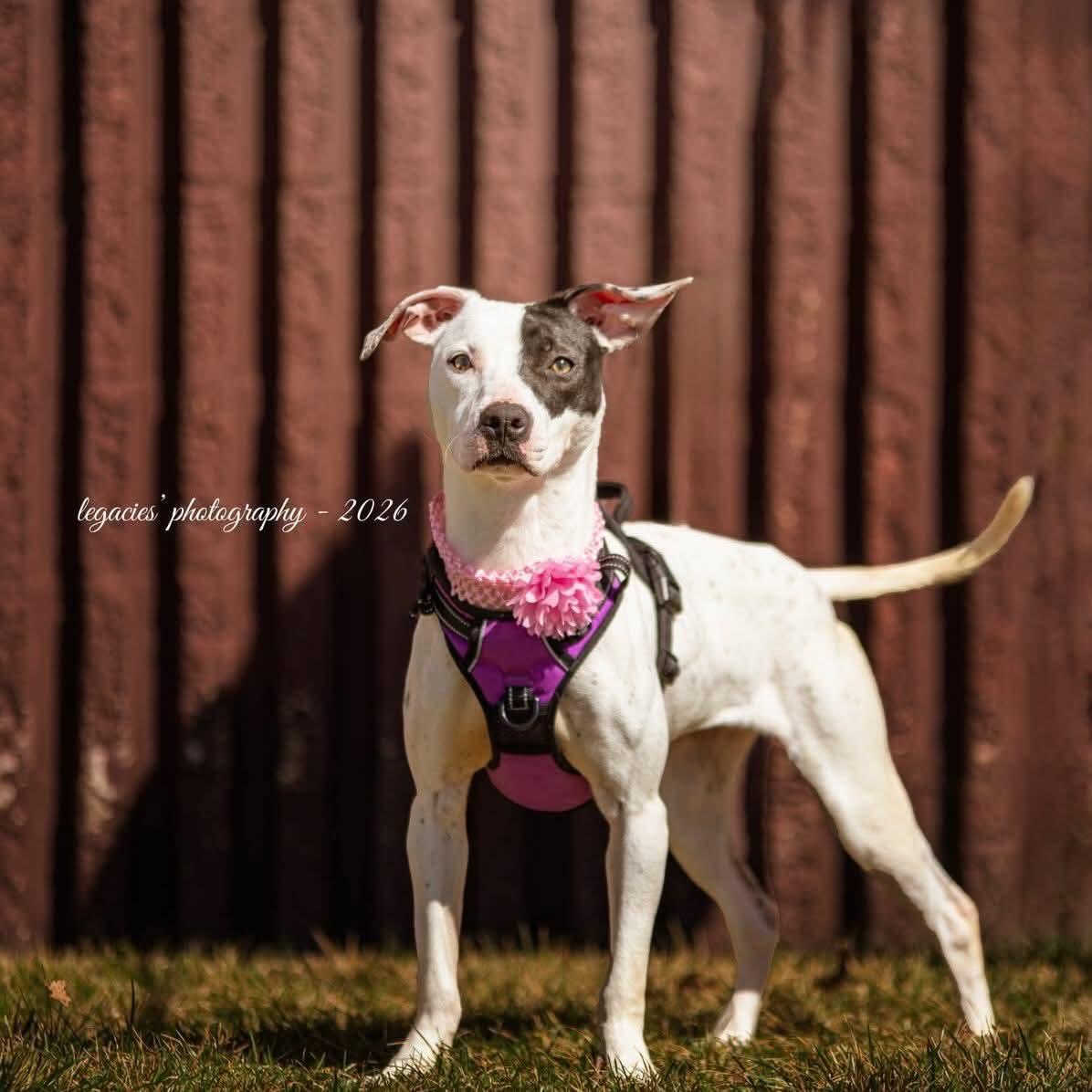 Avery, Adoptable, Young Female Mixed Breed.
