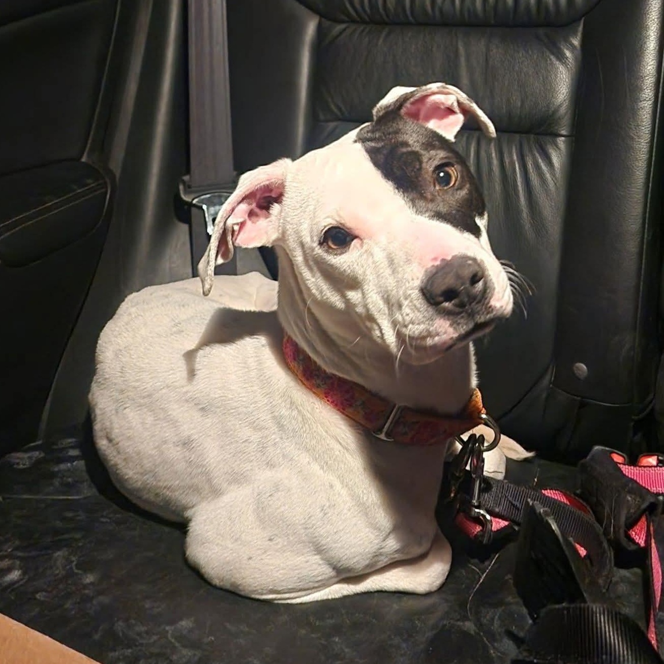 Enlarge Avery, a Adoptable Mixed Breed in East Peoria, IL image 6/6