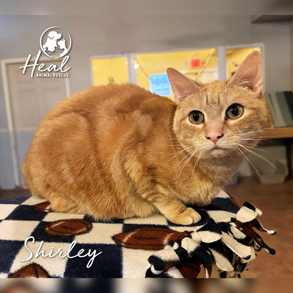 Shirley, Adoptable, Senior Female Domestic Short Hair.