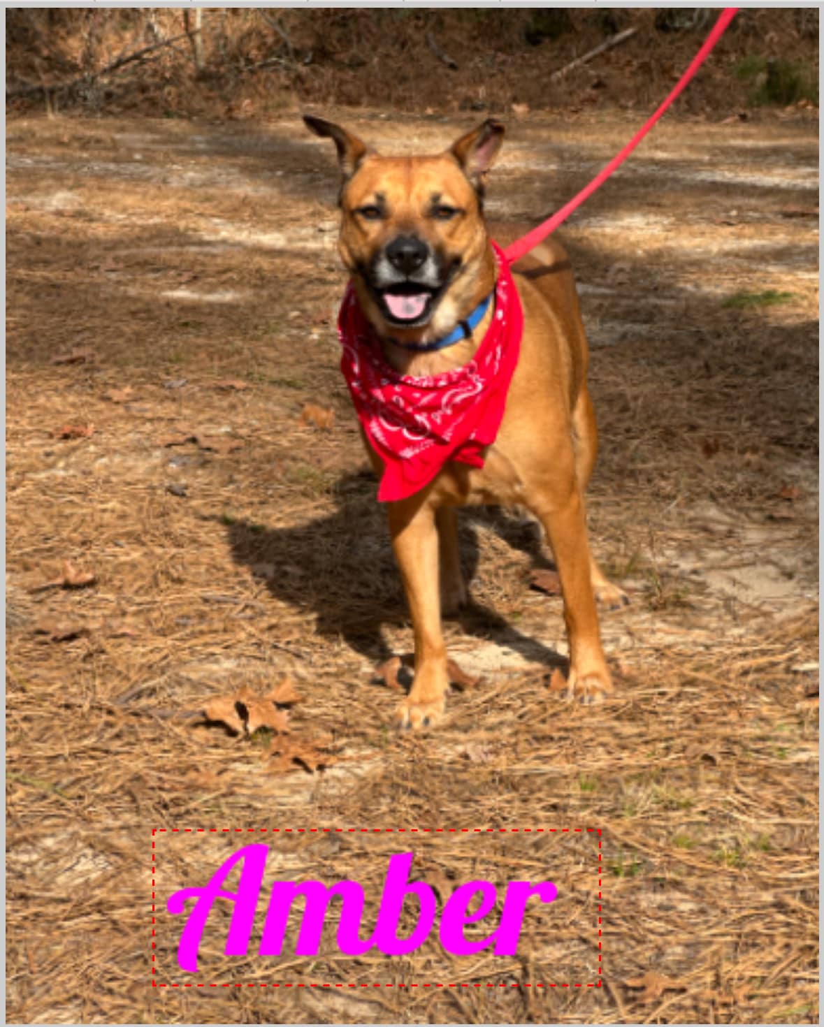 Amber, a Adoptable Shepherd in Old Westbury, NY image 1/6