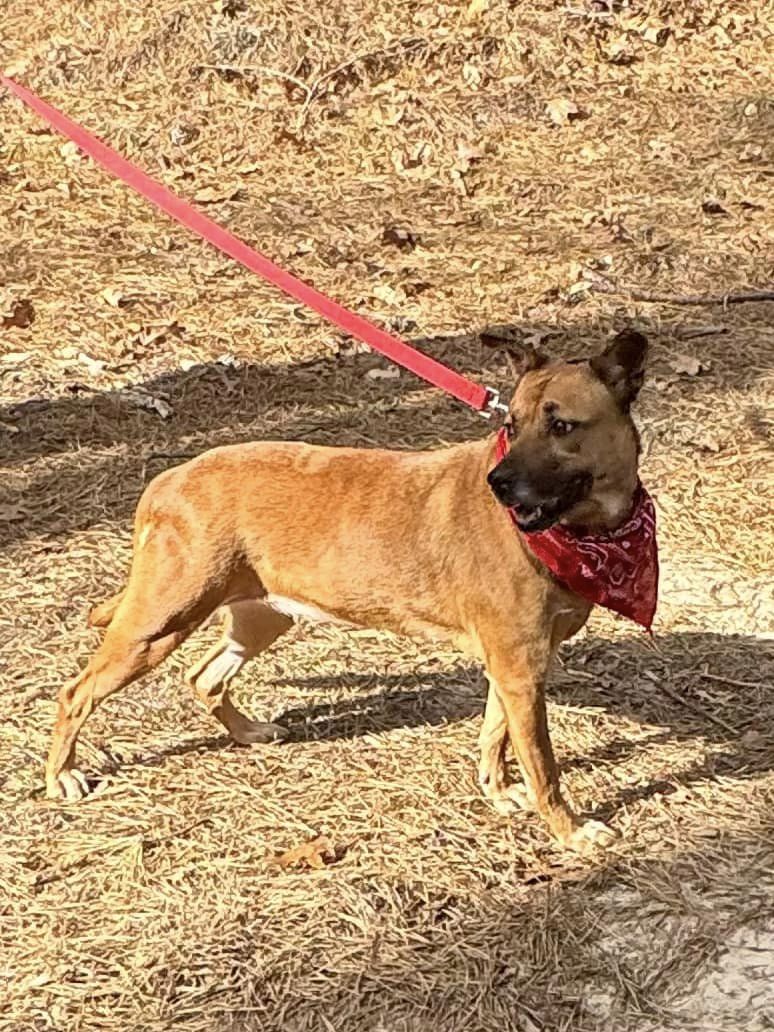 Amber, a Adoptable Shepherd in Old Westbury, NY image 2/6