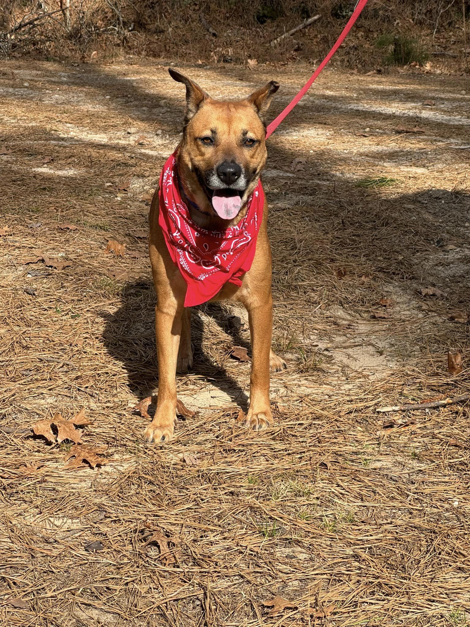 Amber, a Adoptable Shepherd in Old Westbury, NY image 3/6