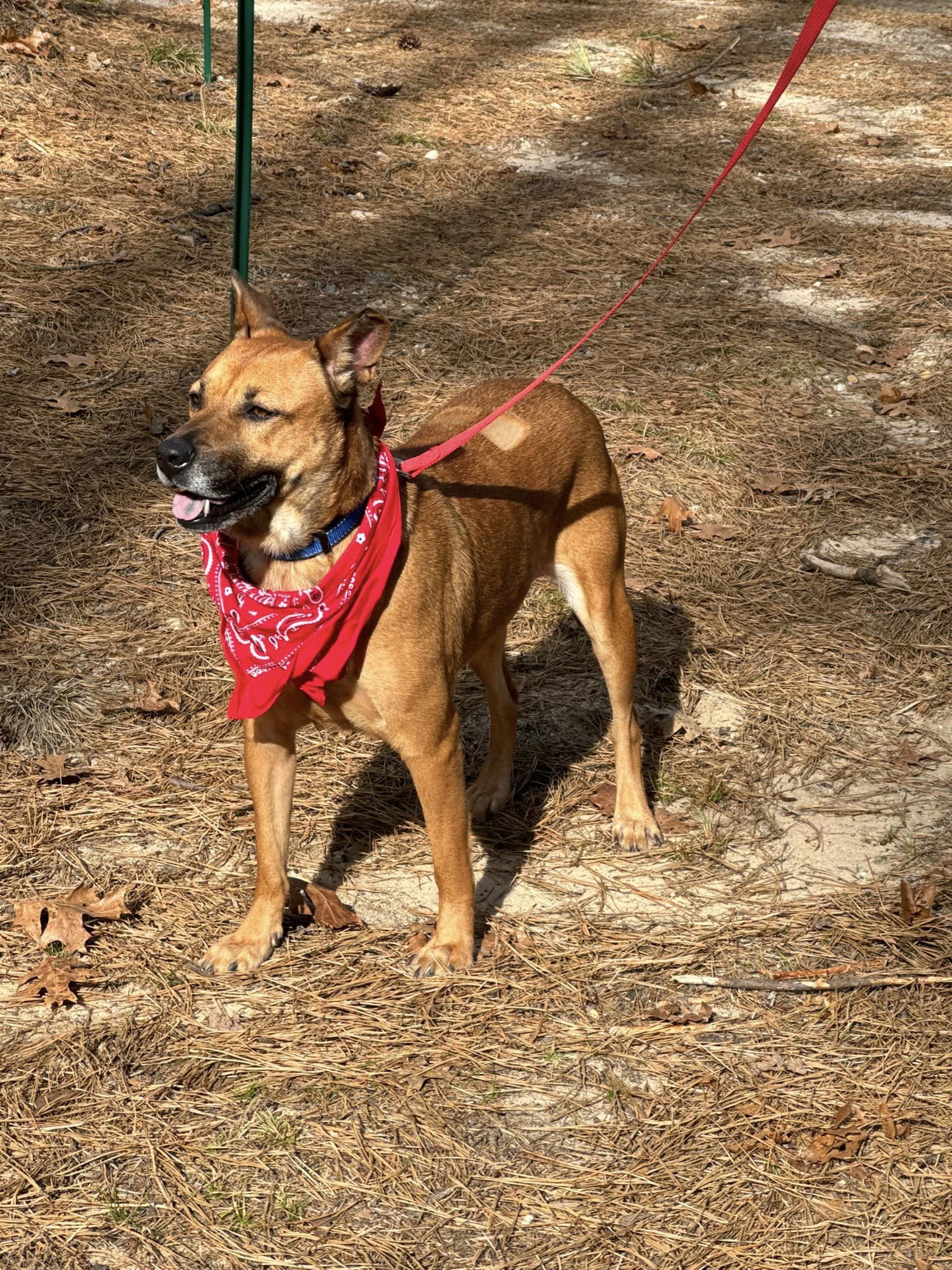 Amber, a Adoptable Shepherd in Old Westbury, NY image 4/6