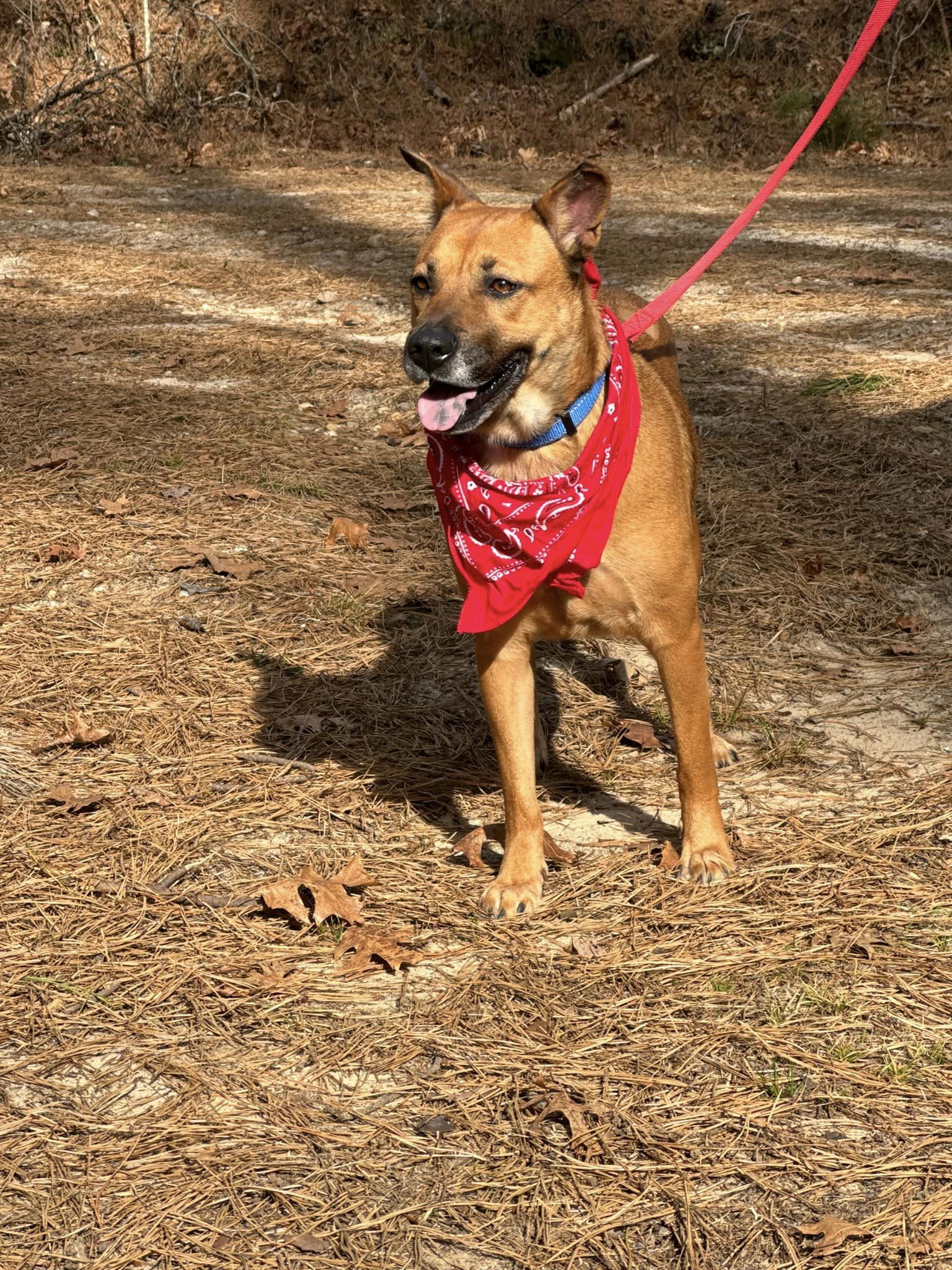 Amber, a Adoptable Shepherd in Old Westbury, NY image 5/6