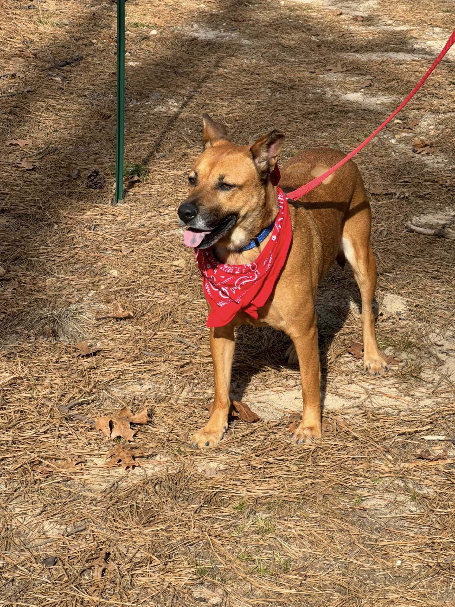 Amber, a Adoptable Shepherd in Old Westbury, NY image 6/6