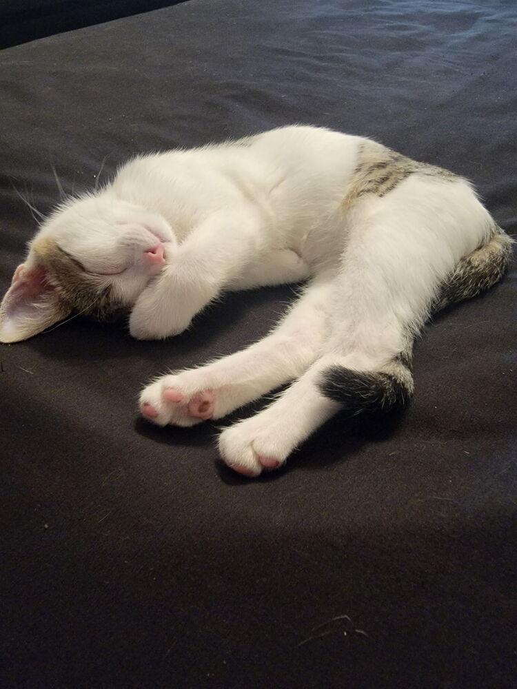 Enlarge Poppy, a Adoptable Domestic Short Hair in Palatine, IL image 4/5