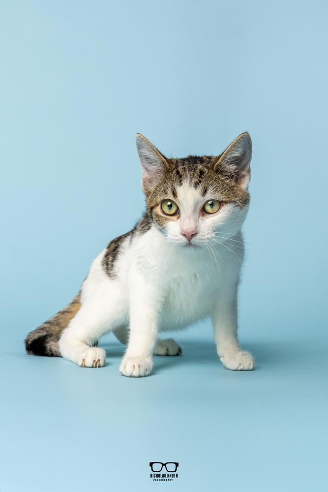 Poppy, Adoptable, Kitten Female Domestic Short Hair.