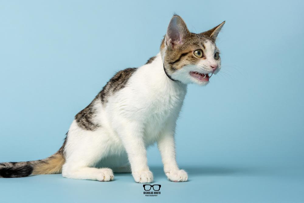 Poppy, a Adoptable Domestic Short Hair in Palatine, IL image 2/6