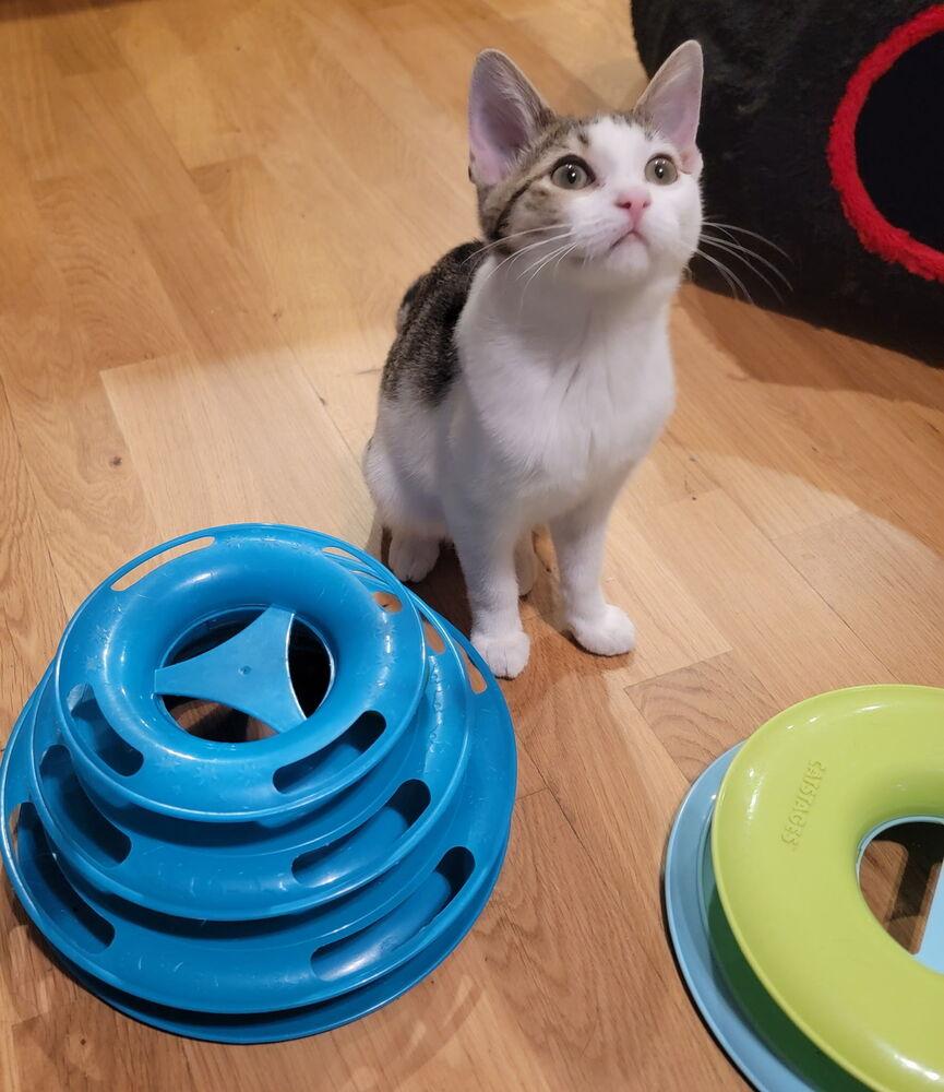 Enlarge Poppy, a Adoptable Domestic Short Hair in Palatine, IL image 2/5