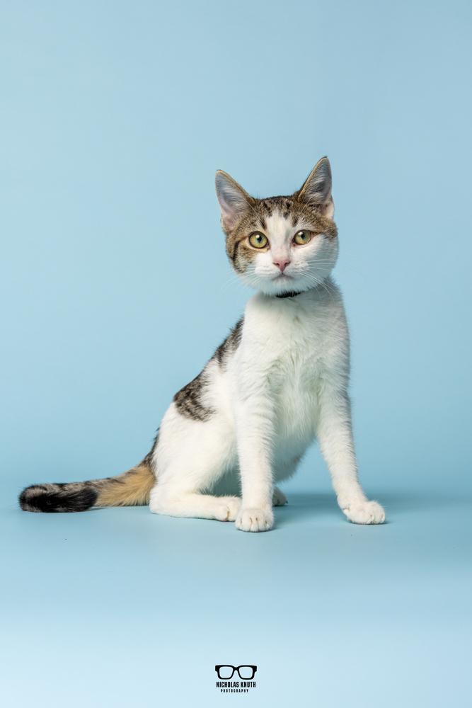 Poppy, a Adoptable Domestic Short Hair in Palatine, IL image 3/6
