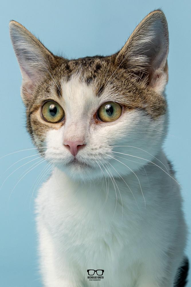 Poppy, a Adoptable Domestic Short Hair in Palatine, IL image 4/6