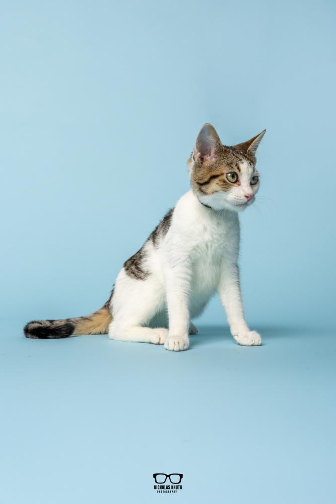 Poppy, a Adoptable Domestic Short Hair in Palatine, IL image 5/6