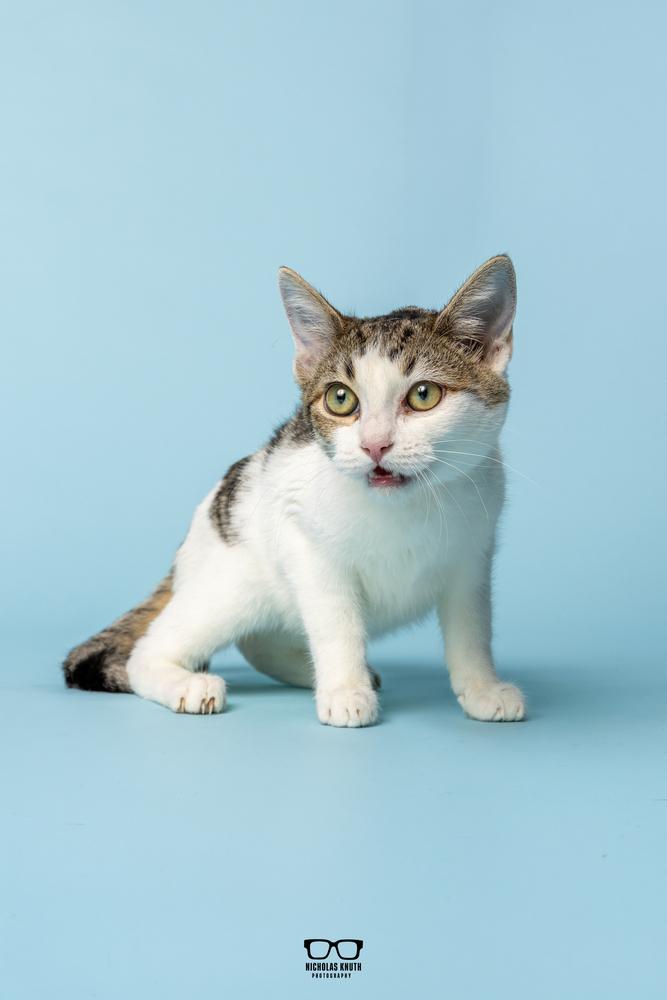 Poppy, a Adoptable Domestic Short Hair in Palatine, IL image 6/6