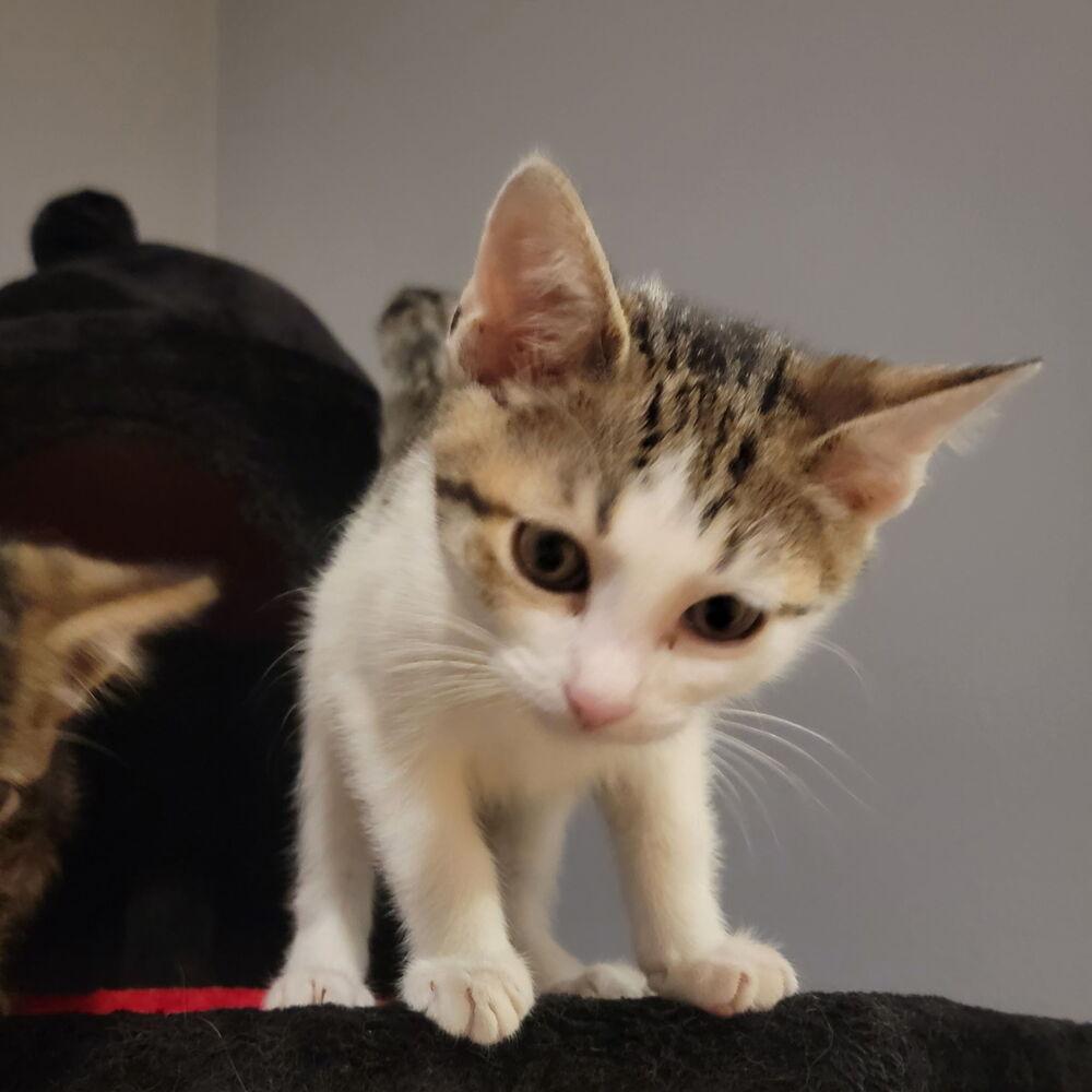 Poppy, Adoptable, Kitten Female Domestic Short Hair.