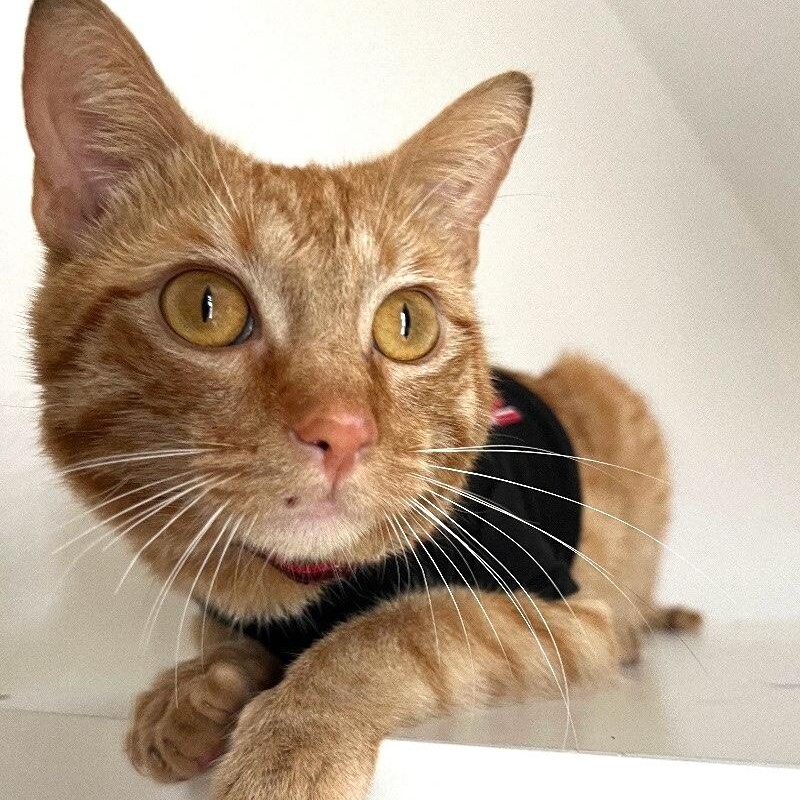 Leo the Lion — thumbnail 2