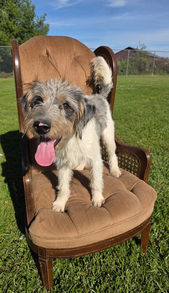 Peanut, Adoptable, Young Male Australian Shepherd & Poodle.