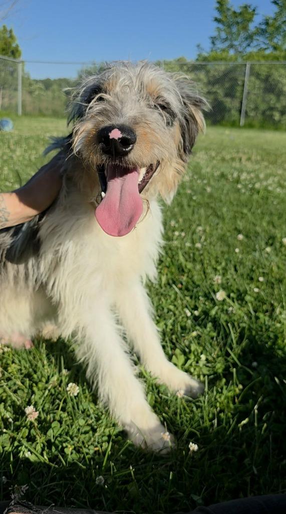 Enlarge Peanut, a Adoptable mixed breed in Sprakers, NY image 2/2