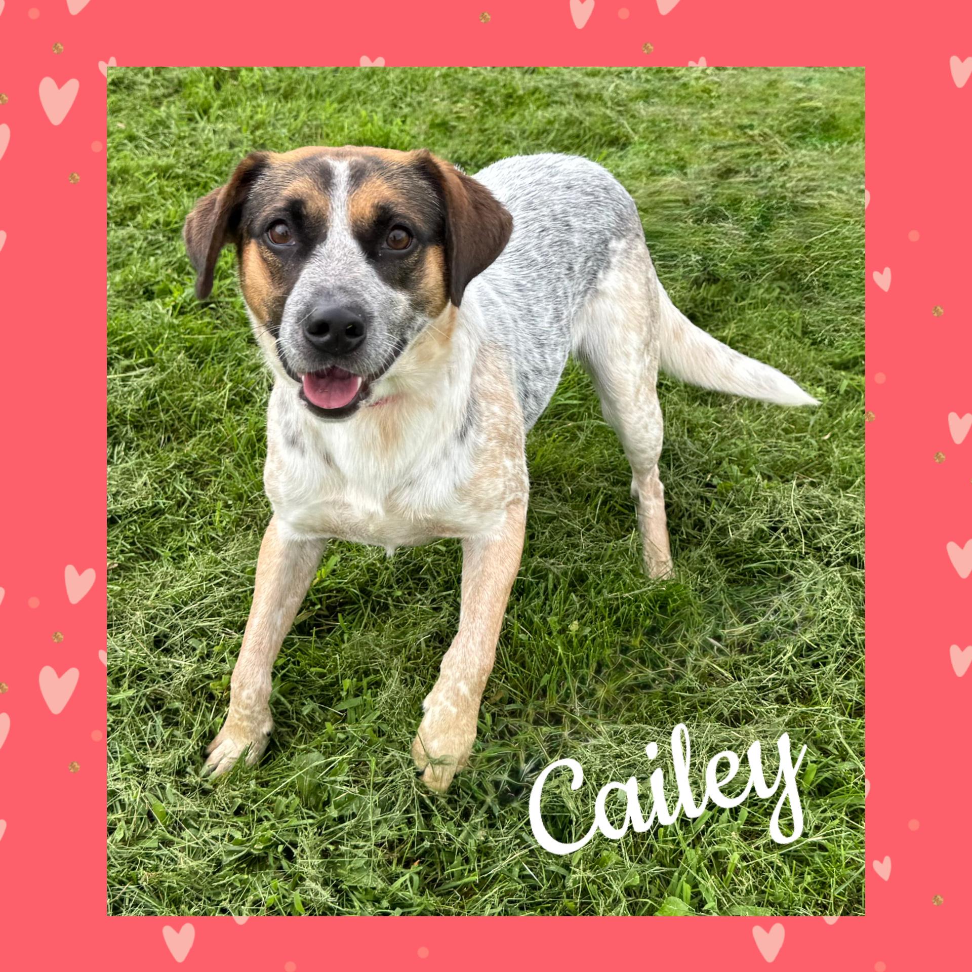 Cailey, Adoptable, Young Female Australian Cattle Dog / Blue Heeler.
