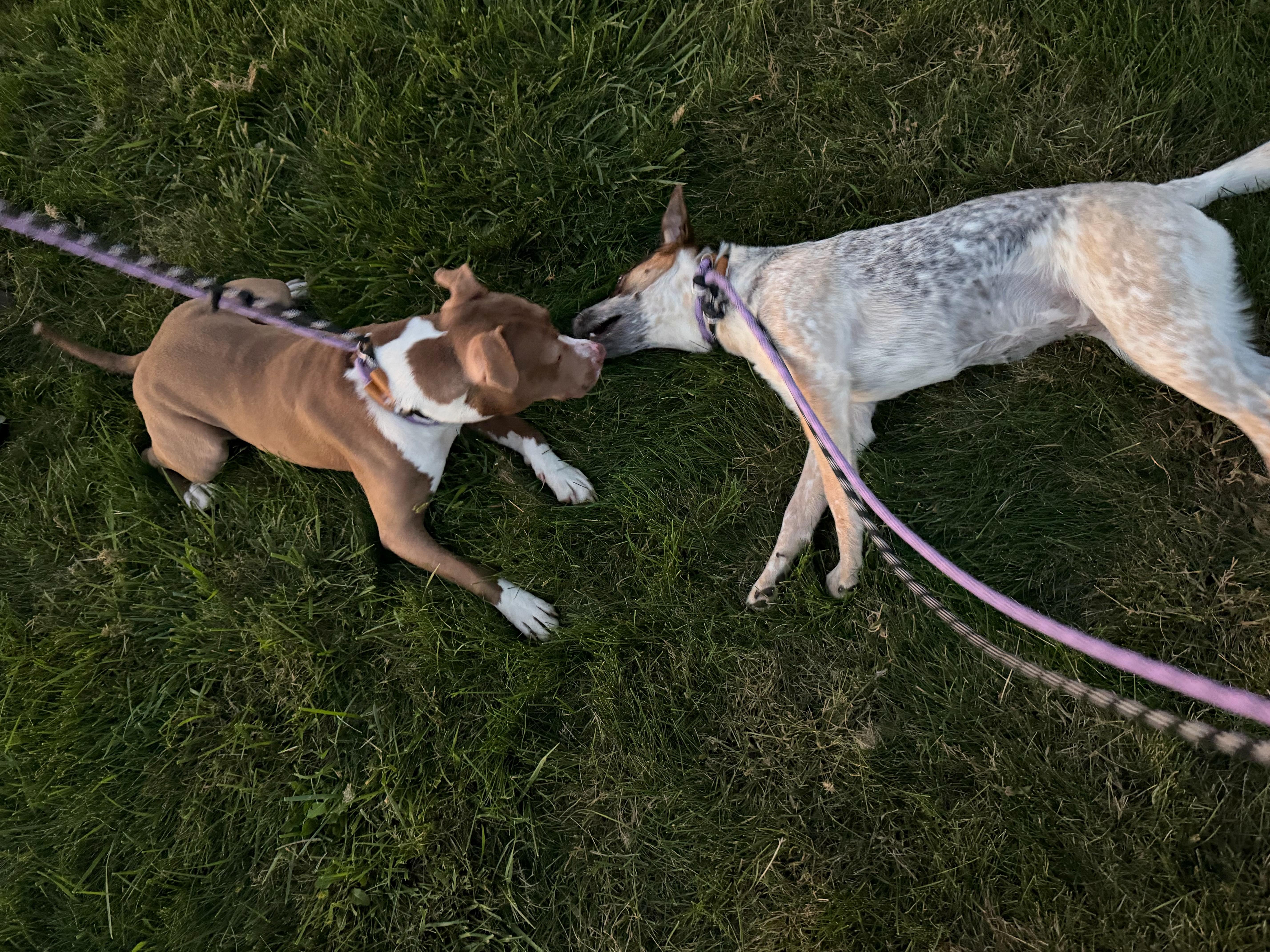 Enlarge Cailey, a Adoptable mixed breed in Mokena, IL image 6/6