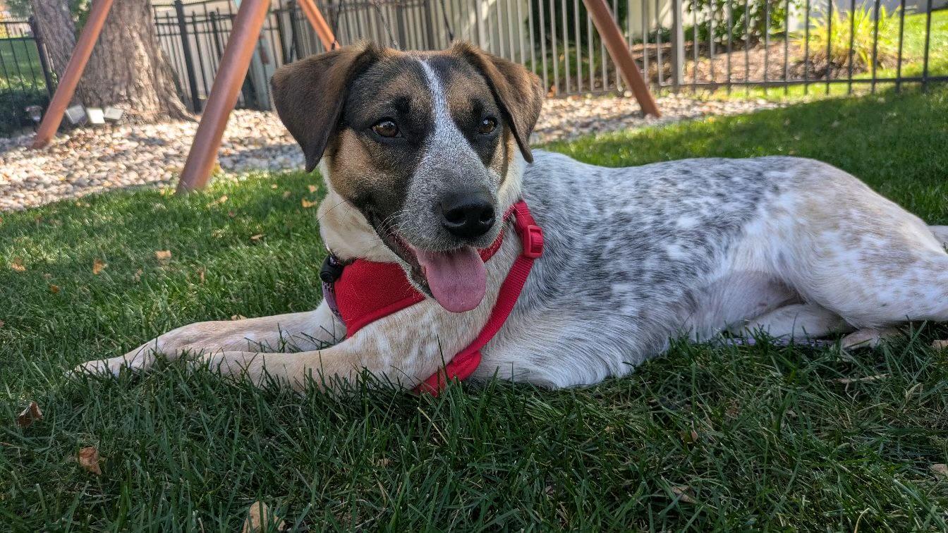 Enlarge Cailey, a Adoptable mixed breed in Mokena, IL image 3/6