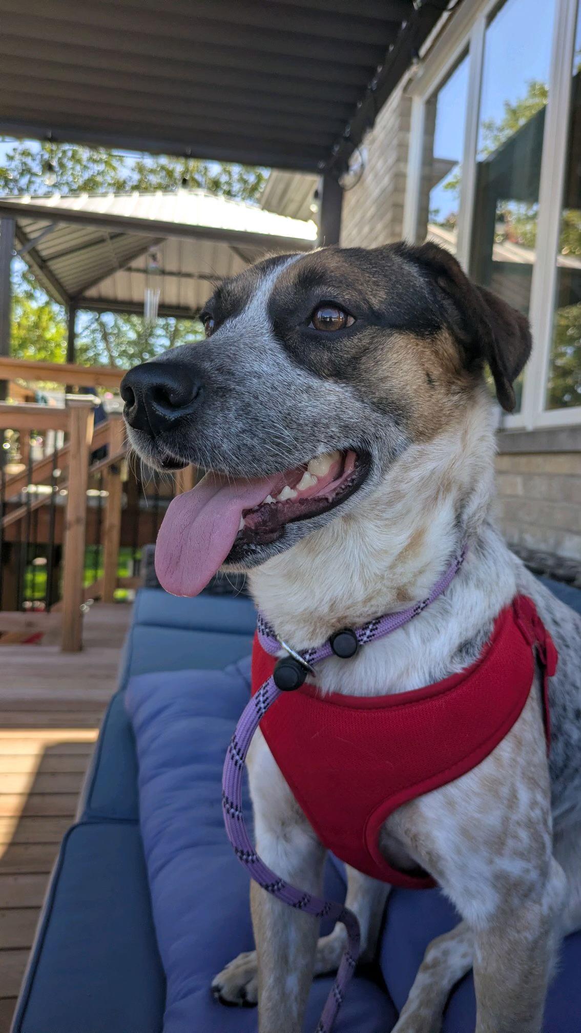 Enlarge Cailey, a Adoptable mixed breed in Mokena, IL image 2/6