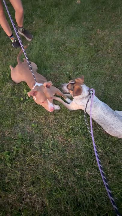 Enlarge Cailey, a Adoptable mixed breed in Mokena, IL video 5/6