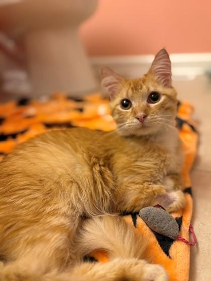 Sausage, a Adoptable Domestic Short Hair in Downers Grove, IL image 1/3