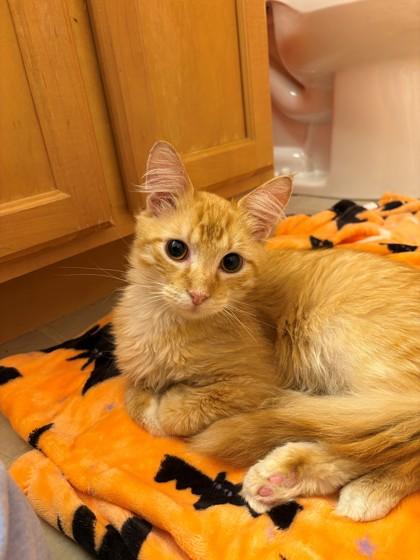 Sausage, a Adoptable Domestic Short Hair in Downers Grove, IL image 2/3