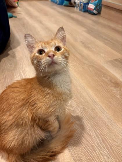 Sausage, a Adoptable Domestic Short Hair in Downers Grove, IL image 3/3