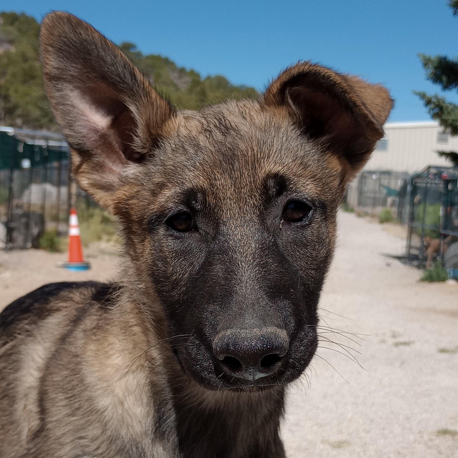 Maggie, adopted, Puppy Female Dutch Shepherd & Belgian Shepherd / Malinois.