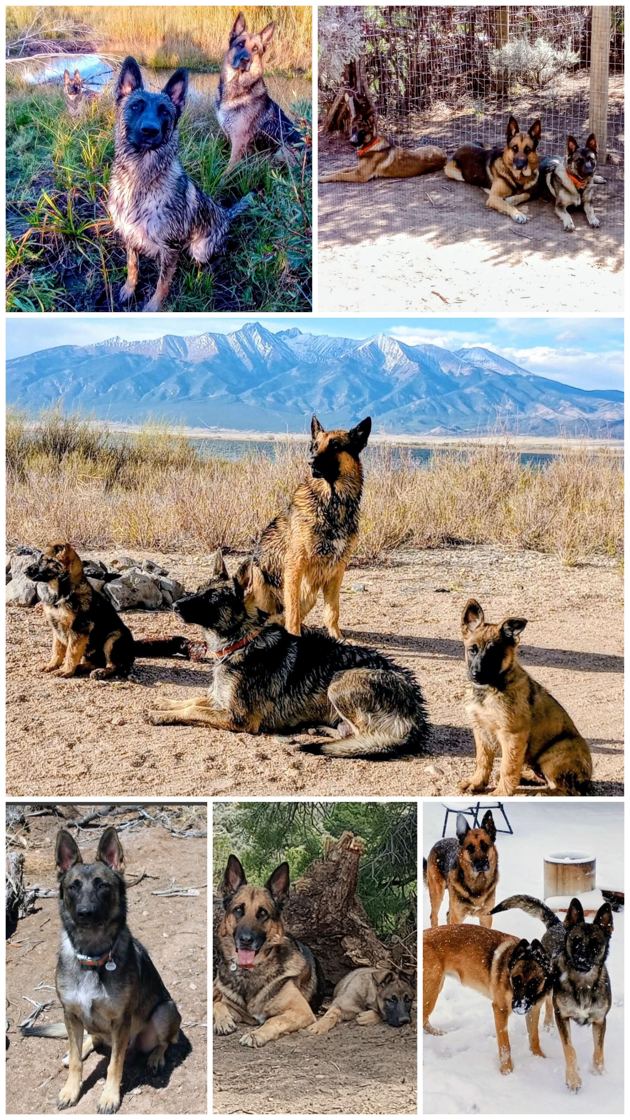 Maggie, an adopted mixed breed in San Luis, CO image 2/2