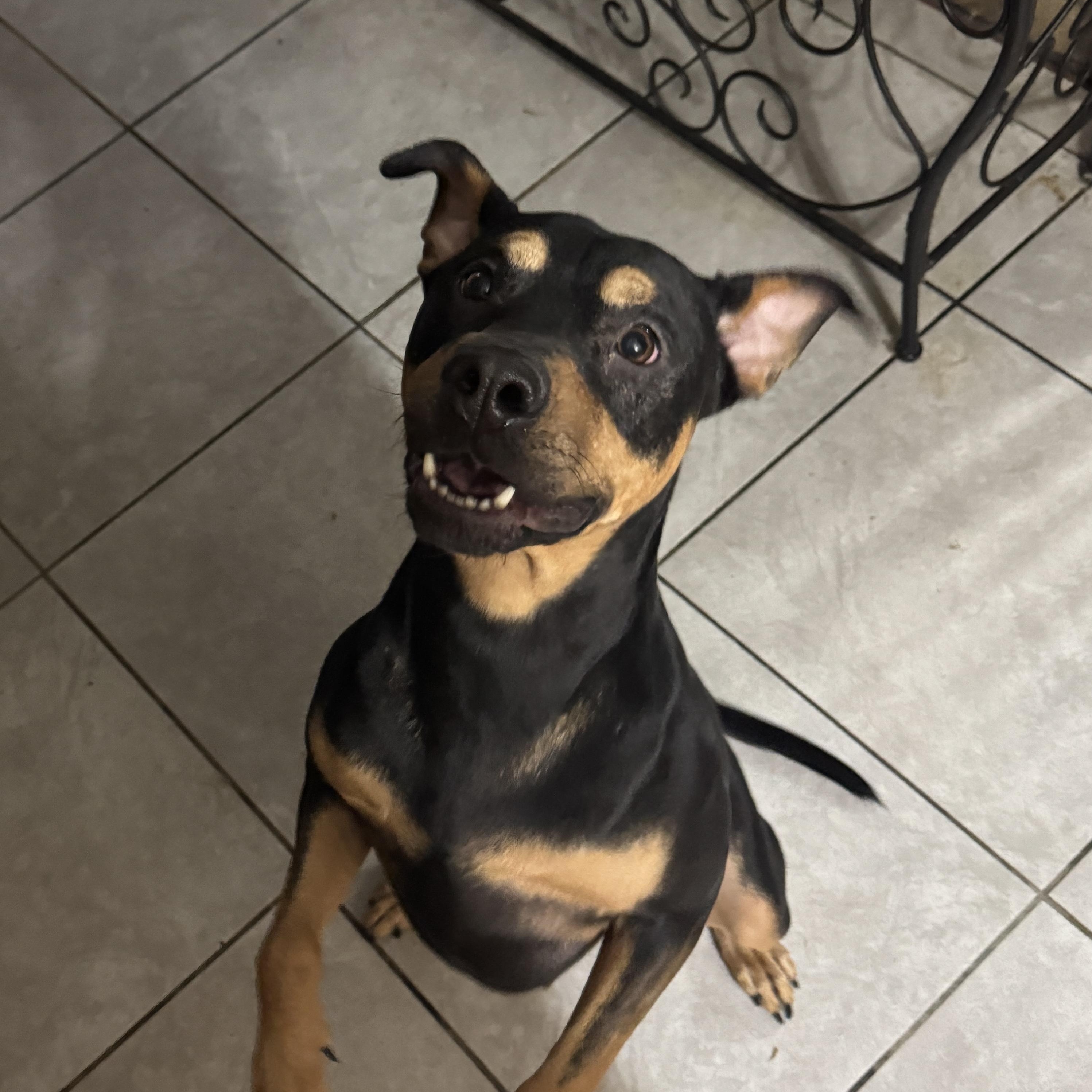 Enlarge Winnie, a Adoptable mixed breed in Tucson, AZ image 1/6