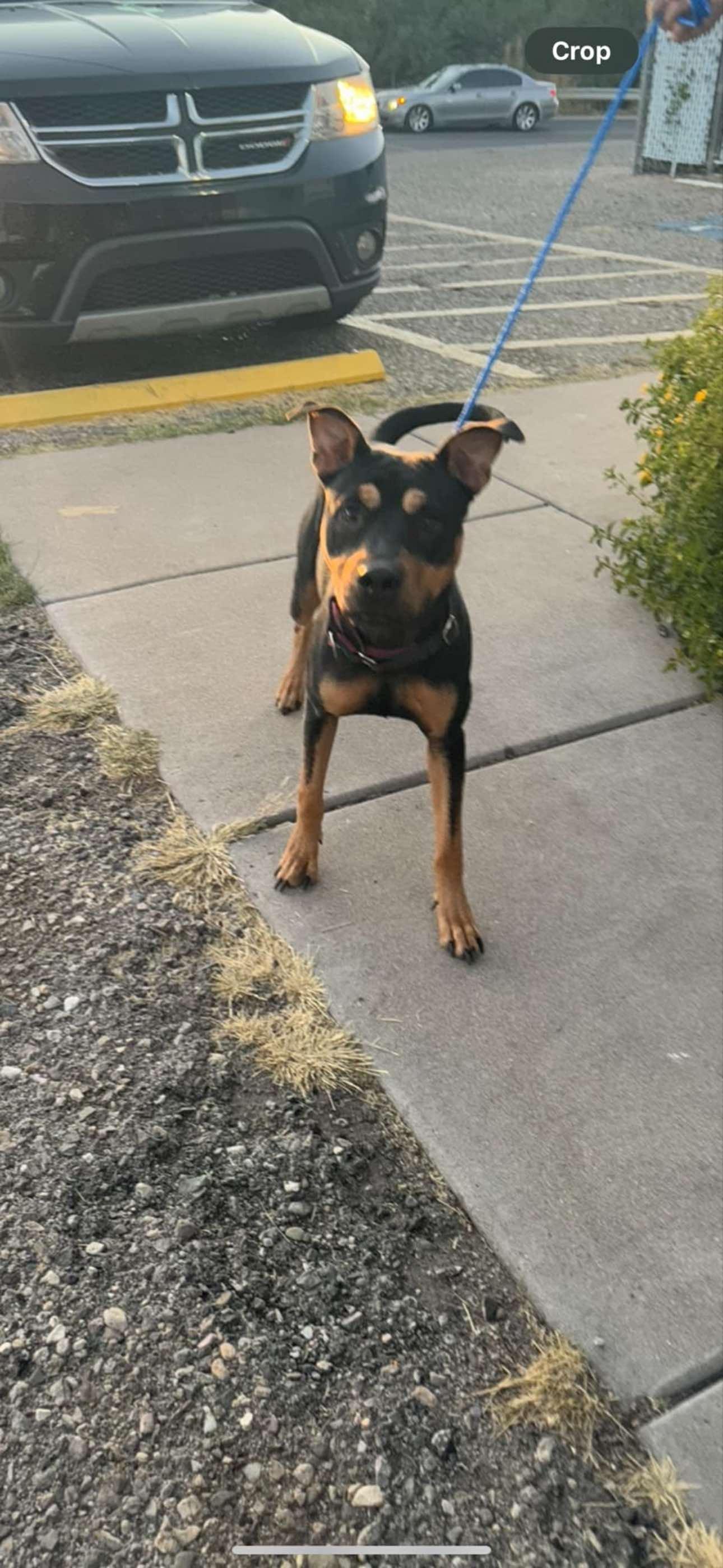 Enlarge Winnie, a Adoptable mixed breed in Tucson, AZ image 2/6