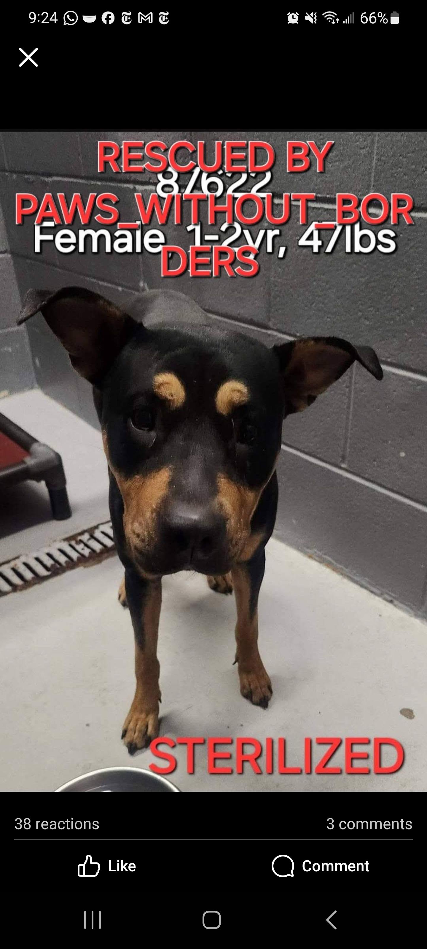 Enlarge Winnie, a Adoptable mixed breed in Tucson, AZ image 3/6