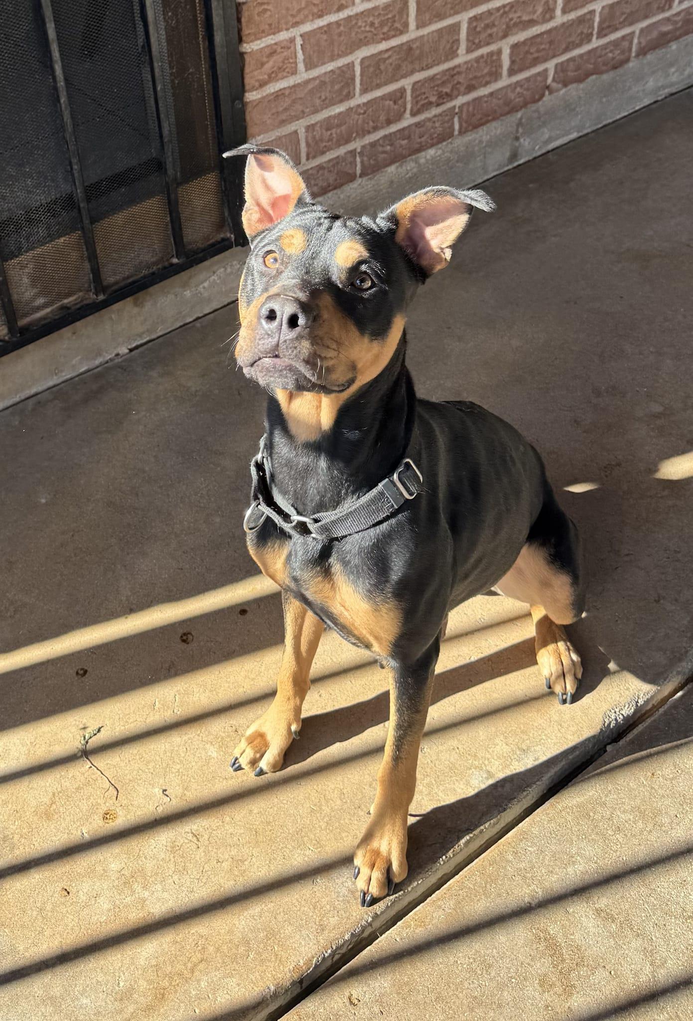 Enlarge Winnie, a Adoptable mixed breed in Tucson, AZ image 4/6