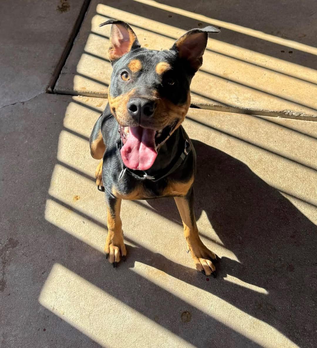 Enlarge Winnie, a Adoptable mixed breed in Tucson, AZ image 5/6