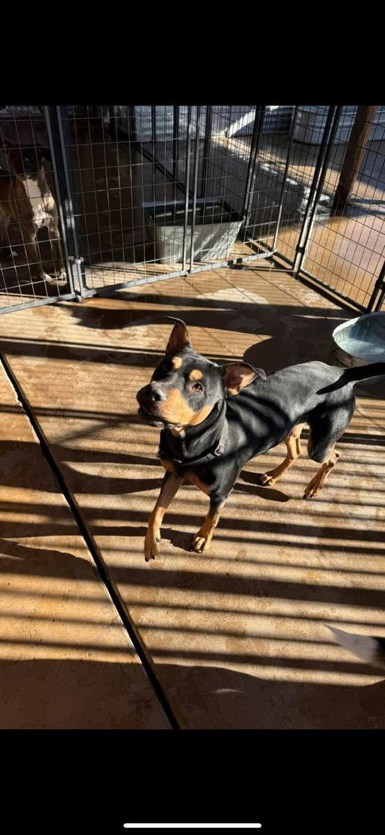 Enlarge Winnie, a Adoptable mixed breed in Tucson, AZ image 6/6